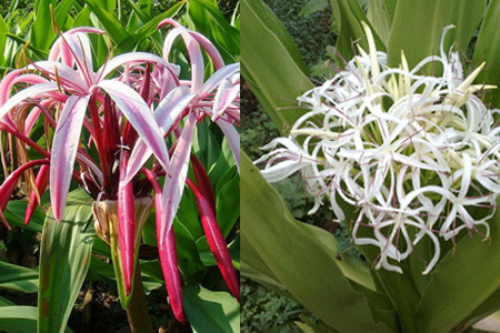 ต้นดอกพลับพลึง