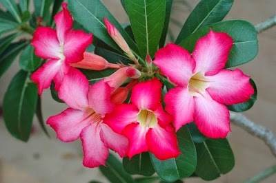 ต้นดอกชวนชม