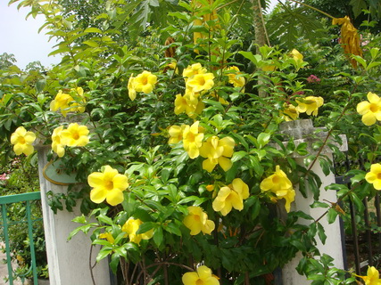 บานบุรีสีเหลือง