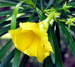 ดอกรำเพย