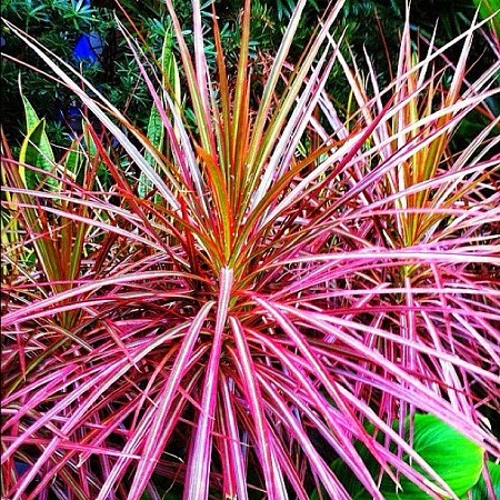 เข็มใบสามสี