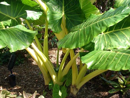 ต้นกระดาด