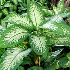 สาวน้อยประแป้ง