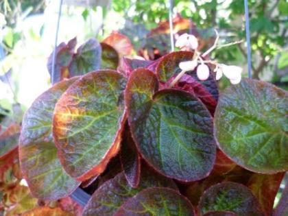 บีโกเนีย