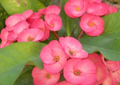 ต้นโป๊ยเซียน