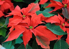 ดอกคริสต์มาส