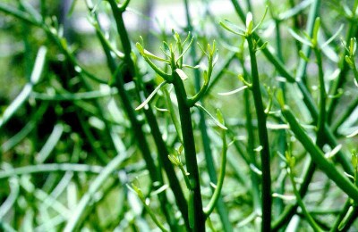 พญาไร้ใบ