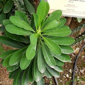 ส้มเช้า