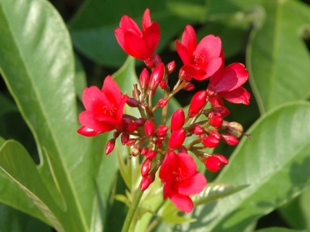 ปัตตาเวีย