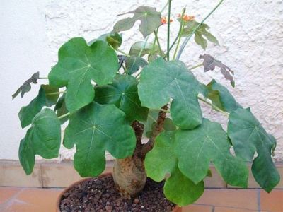 ต้นหนุมานนั่งแท่น