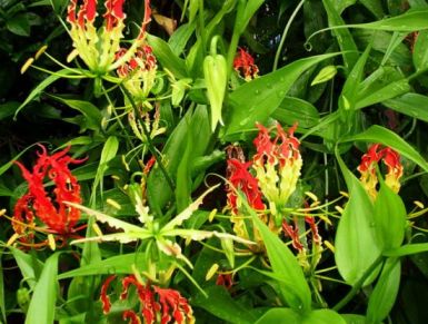 ต้นดองดึง