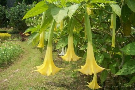 ดอกลำโพง