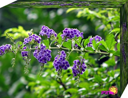 ต้นเทียนหยด