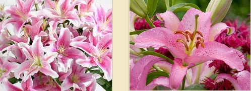 ดอกลิลลี่สีชมพู