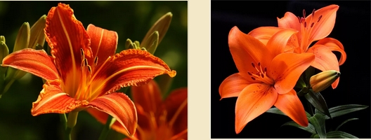 ดอกลิลลี่สีส้ม