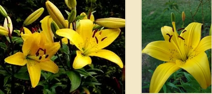 ดอกลิลลี่สีเหลือง