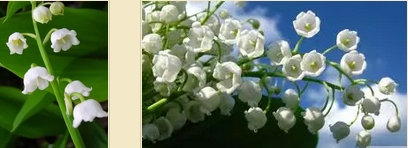 ดอกลิลลี่ ออฟ เดอะ วัลเลย์