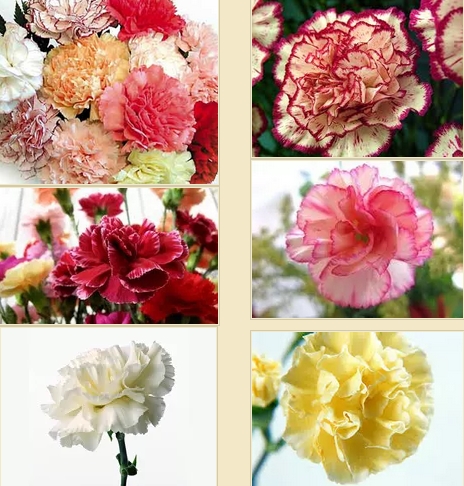 ดอกคาร์เนชั่น