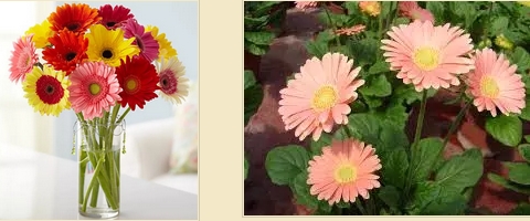 ดอกเยอบีร่า