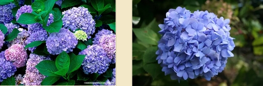 ดอกไฮเดรนเยีย