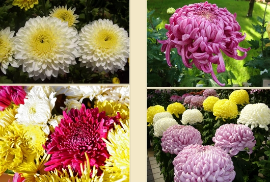 ดอกเบญจมาศ หรือ ดอกมัม