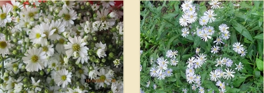 ดอกคัตเตอร์