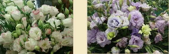 ดอกไลเซนทัส