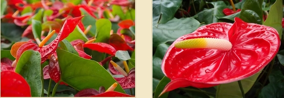 ดอกหน้าวัว