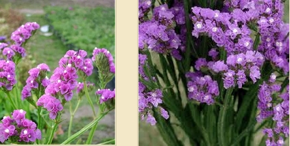 ดอกสแตติส