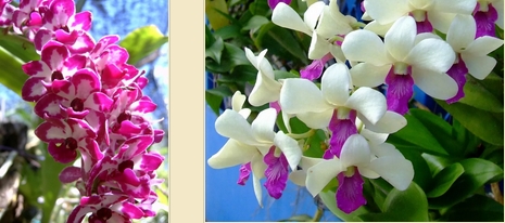 ดอกกล้วยไม้