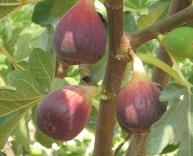 ฟิก (Fig: Ficus carica L.) หรือ มะเดื่อฝรั่ง ผลไม้เพื่อสุขภาพ