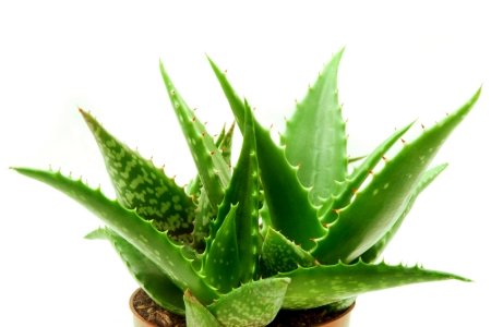 ว่านหางจระเข้ (Aloe vera)