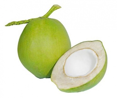 มะพร้าว (Cocos nucifera)