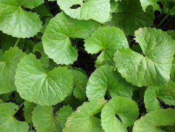 บัวบก (Centella asiatica)