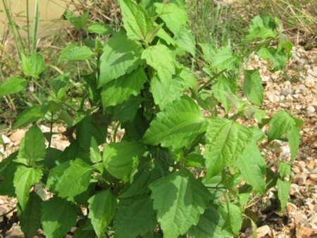 สาบเสือ (Chromolaena odorata)