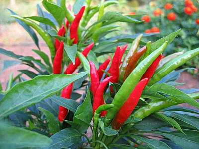 พริก (Capsicum annuum)