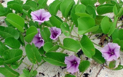 ผักบุ้งทะเล (Ipomoea pes-caprae)