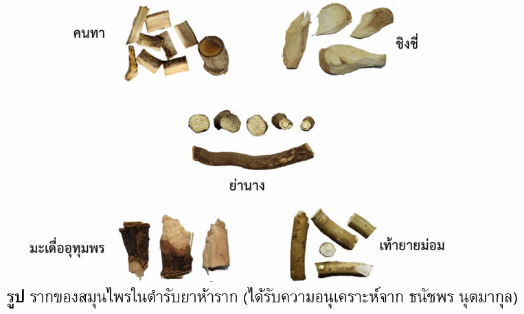 ผู้สูงวัยกับสุขภาพจิตที่ต้องดูแลยาห้าราก ตำรับยาสมุนไพรแก้ไข้