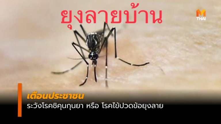 โรคไข้ปวดข้อยุงลายหรือโรค Chikungunya ชิคุนกุนยา