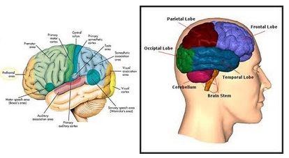 ส่วนประกอบของสมองมีอะไรบ้าง