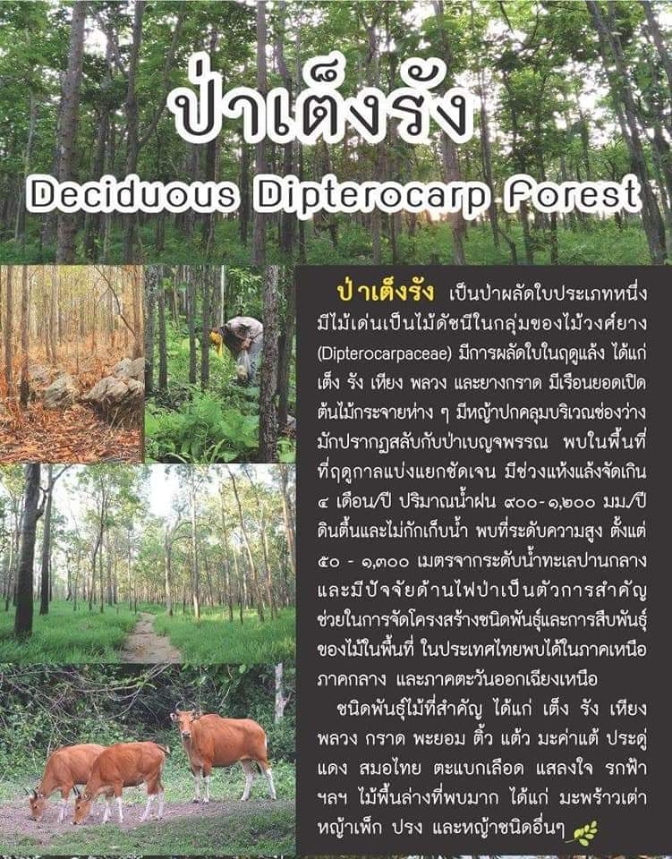 ป่าไม้เต็งรัง