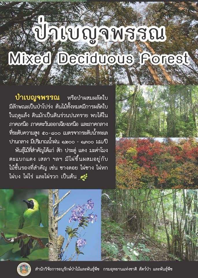 ป่าไม้เบ็ญจพรรณ