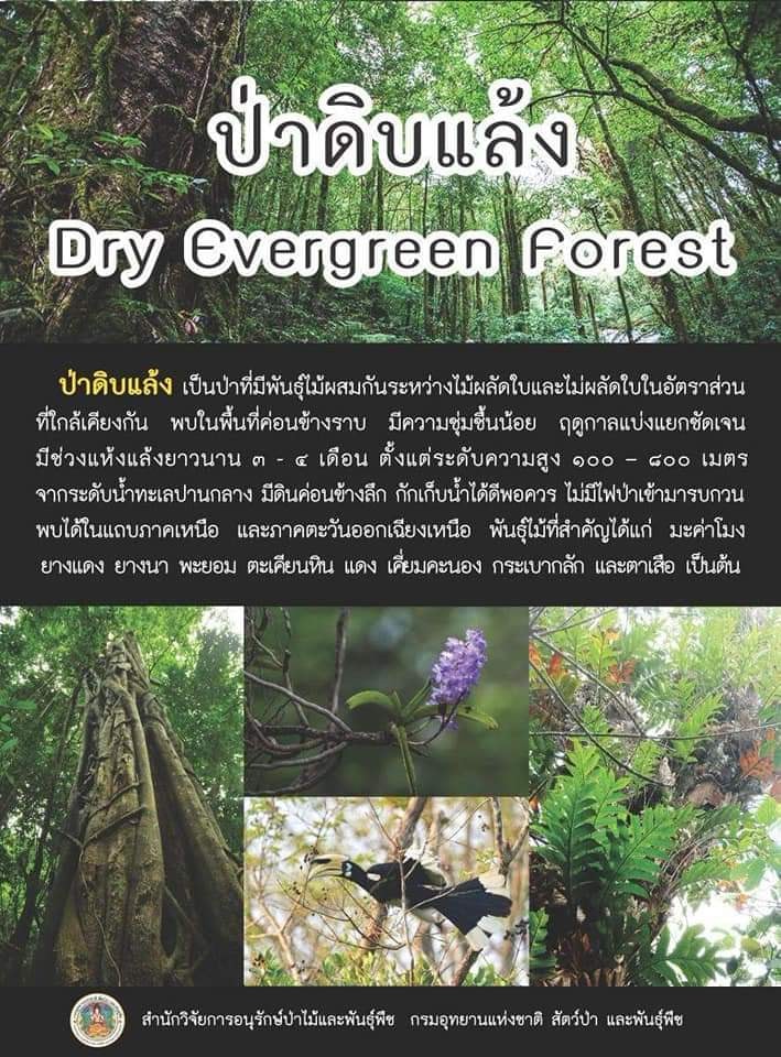 ป่าไม้ในประเทศไทย