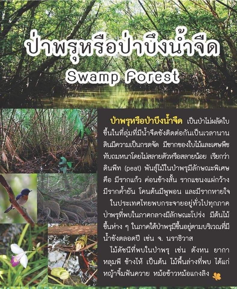 ป่าพรุหรือป่าบึงน้ำจืด