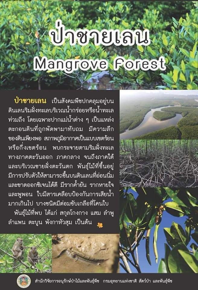 ป่าชายเลน