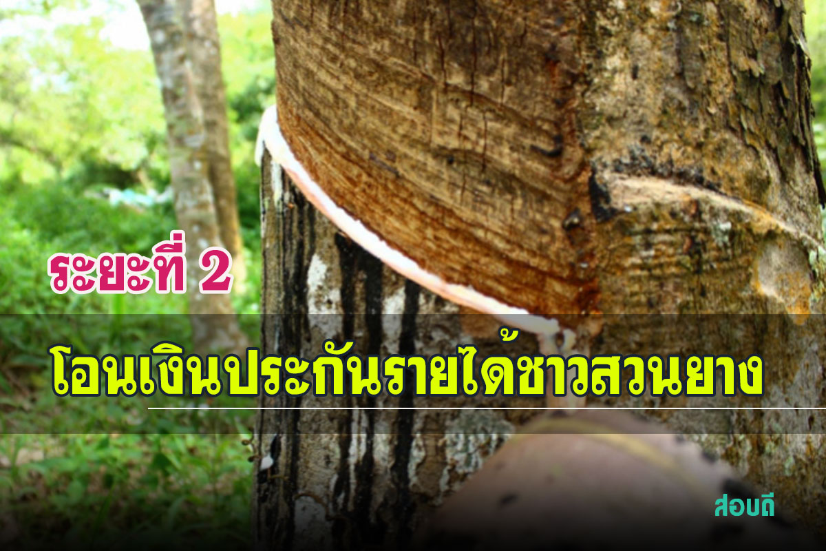 ธ.ก.ส. เดินหน้าโอนเงินประกันรายได้เกษตรกรชาวสวนยาง ระยะที่ 2