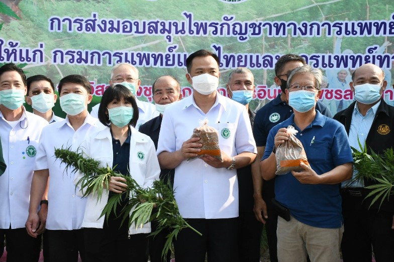 หนุนวิสาหกิจชุมชน ลำปาง ปลูก-เก็บเกี่ยวกัญชา ส่งแปรรูปเป็นยาแผนไทย