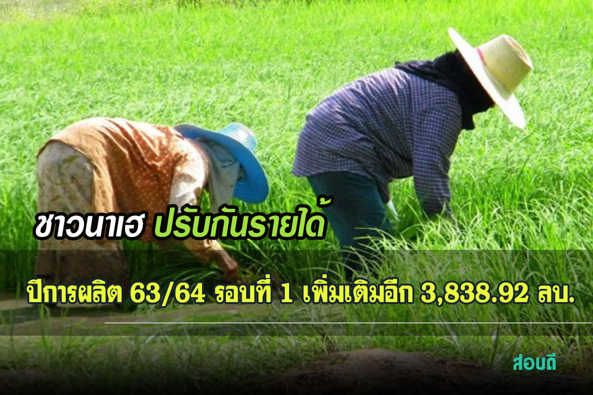 โครงการประกันภัยข้าวนาปี ปี 64