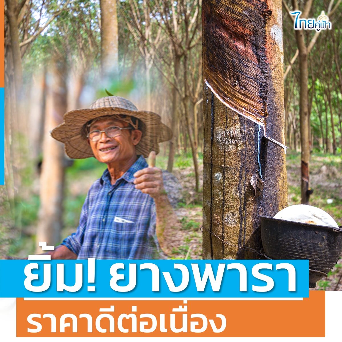 ยางพารา ราคาดีต่อเนื่อง
