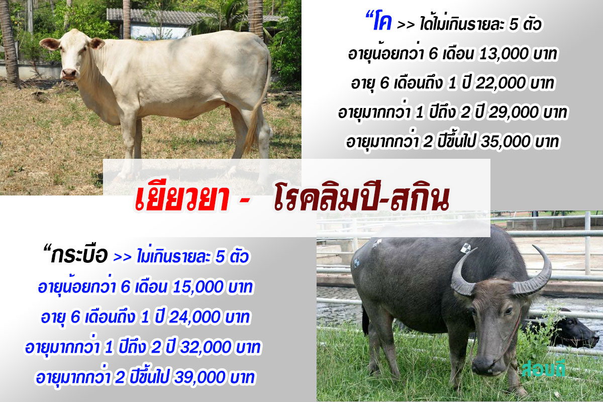 มาตรการเยียวยาเกษตรกรที่ได้รับผลกระทบสัตว์ตายจากโรคลัมปี - สกิน